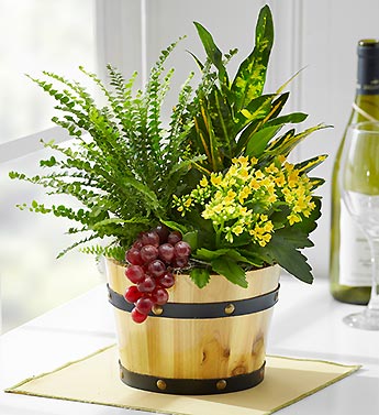 Cabernet Dish Garden