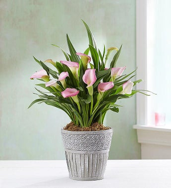 Elegant Calla Lily
