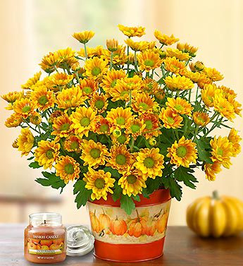 Pumpkin Patch Mum
