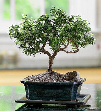 Rosemary Bonsai