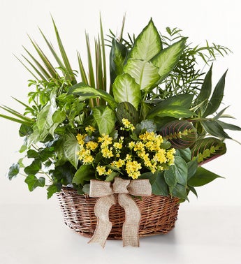 green%20plant,%20flowering%20plants,%20in%20planter