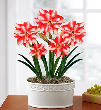 Majestic Amaryllis Garden