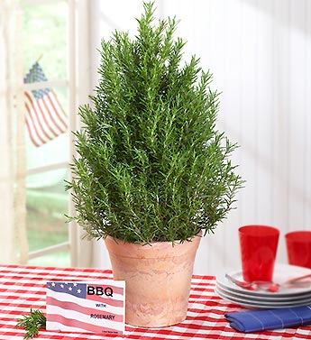 Rosemary Patio Tree with BBQ Recipe Booklet