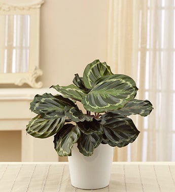 Calathea
