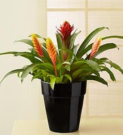 Red Flame Bromeliad