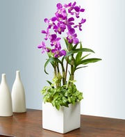 Classic Dendrobium Dish Garden