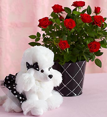 زهور وورود Flowers roses