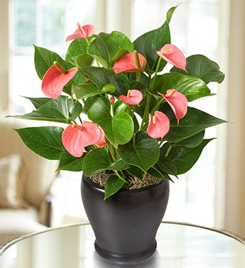 Pink Hearts Anthurium