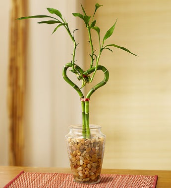 Sweet heart bamboo plant for mom! Send mom a bamboo plant!