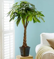 Money Tree Plant in Ceramic Pot