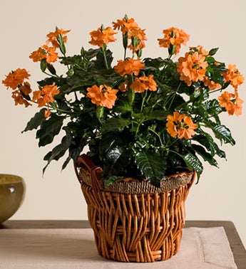 Crossandra%20Plant