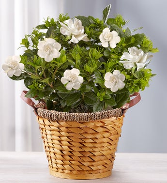 Cherished Gardenia