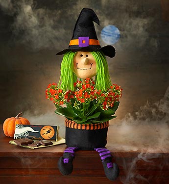 Bewitching Halloween Plant