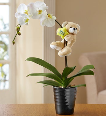 Get Well Orchid