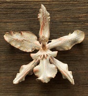 Orchid Pin