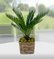 Nikau Palm
