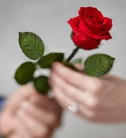 Single Long-Stem Forever Rose