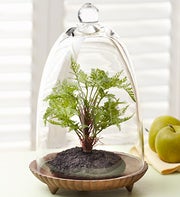 Faux Fern Terrarium