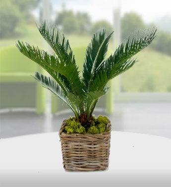 Nikau Palm