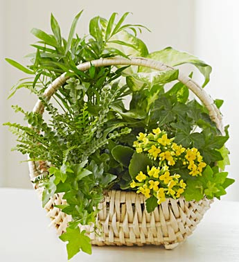 European Dish Garden
