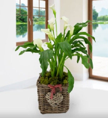Zantedeschia