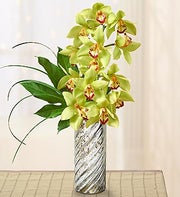 Chic Cymbidium Orchids