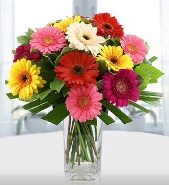 Just Gerberas