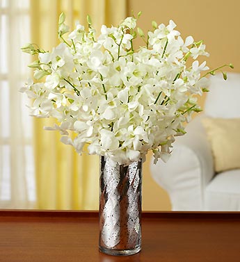 White Elegance Orchids