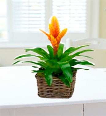 Bromeliad Plant