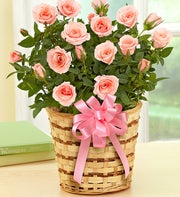 Rose Plant