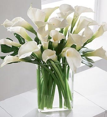Winter White Calla Lilies