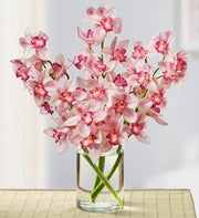 Cymbidium Orchids - 3 Stems