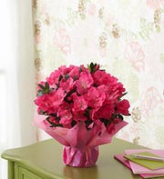Azalea